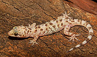 Hemidactylus turcicus