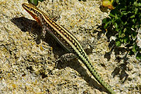 Lacerta oerizeni