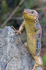 Lacertidae Lacertinae
