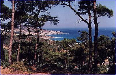 IKARIAN FOREST