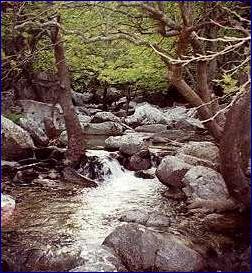 MOUNTAIN RIVER