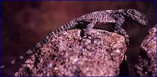 IKARIAN LIZARD