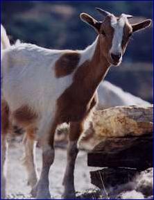 IKARIAN GOAT