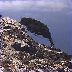 WINDSWEPT TREE